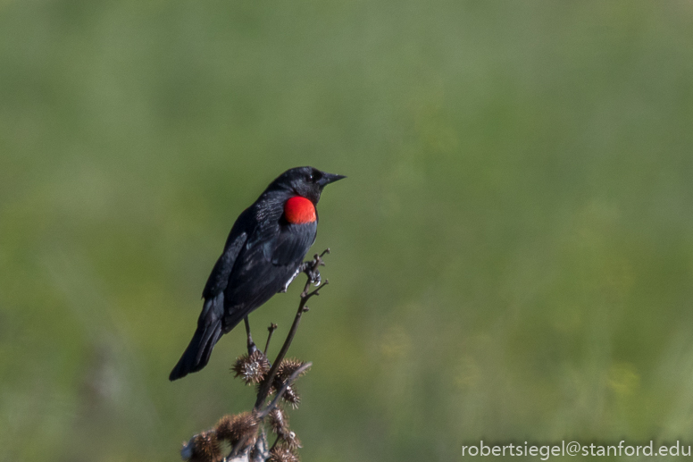 bioblitz2018